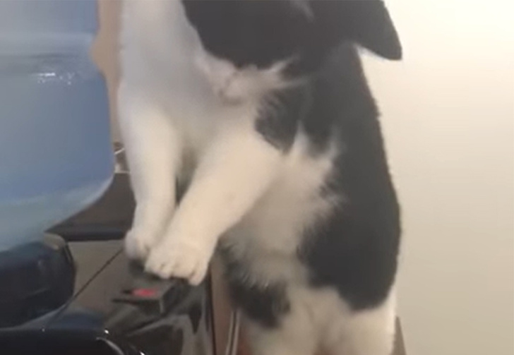 Фото №1 - Смешной кот научился пользоваться кулером, но никак не может из него попить (видео)
