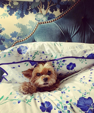 Позволять ли собаке спать в вашей постели? Все «за» и «против» плюс мнение эксперта