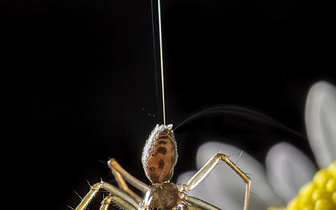 Летающие пауки, капли раздражения и другие новые открытия