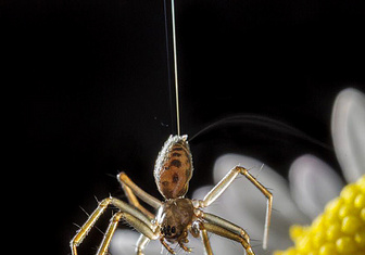 Летающие пауки, капли раздражения и другие новые открытия