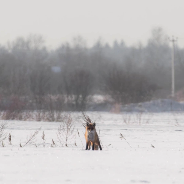Источник:  Антон Кубышкин / «Грибы и Грибники СПб» 