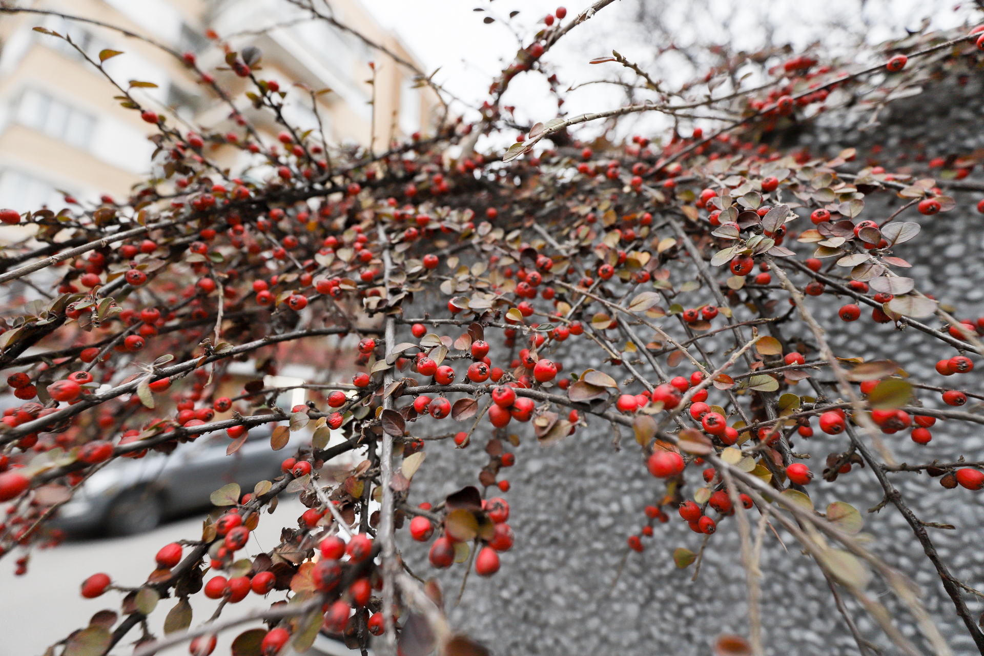 Погода в Ростовской области 5 декабря: дожди и заморозки