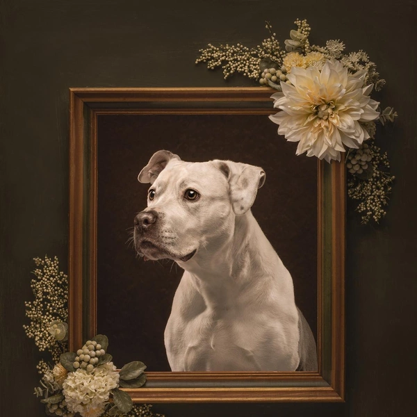 Источник: International Pet Photography Awards