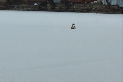 Лебеди в казанских поселках убегают от спасателей