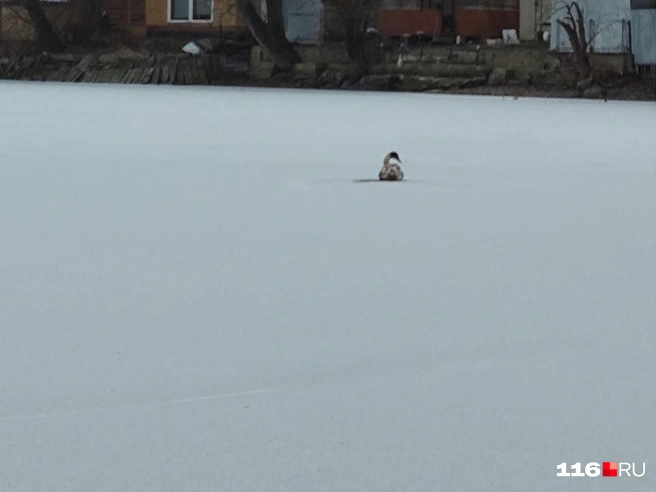 Такого красавца заметили утром в Малых Дербышках | Источник: Гузель Насырова