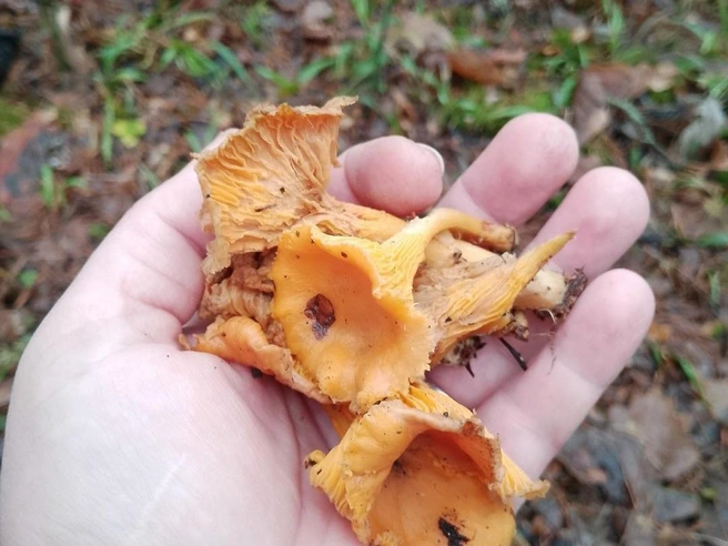 Удачная находка грибника Юлии Шороховой. | Источник: Юлия Шорохова, «Грибы Ярославской области» / Vk.com