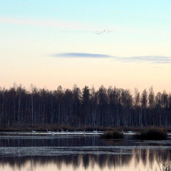 Источник: Каждой твари по паре/Telegram