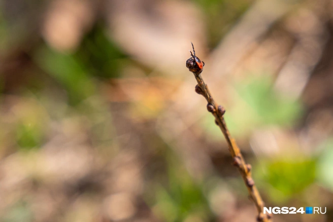 Ждет | Источник: Мария Ленц / NGS24.RU