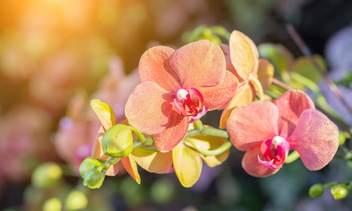Капризный цветок: 20 необычных фактов об орхидеях, которые поражают до глубины души