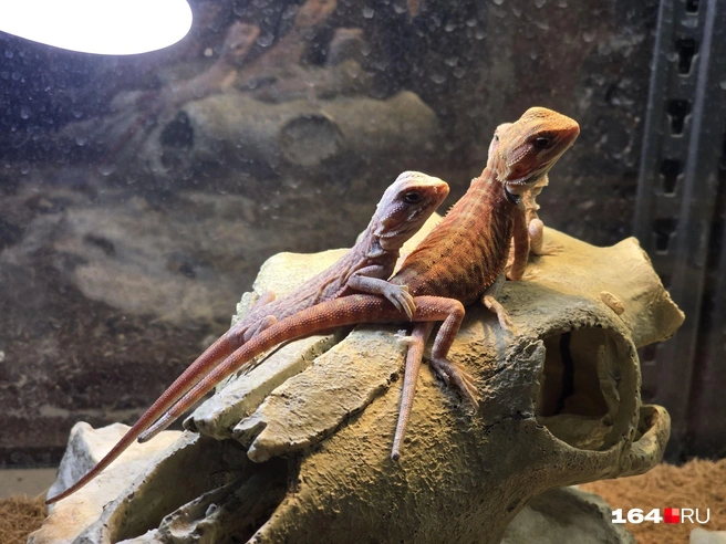 Дуэт | Источник: Семен Коротов-Майбах / 164.RU