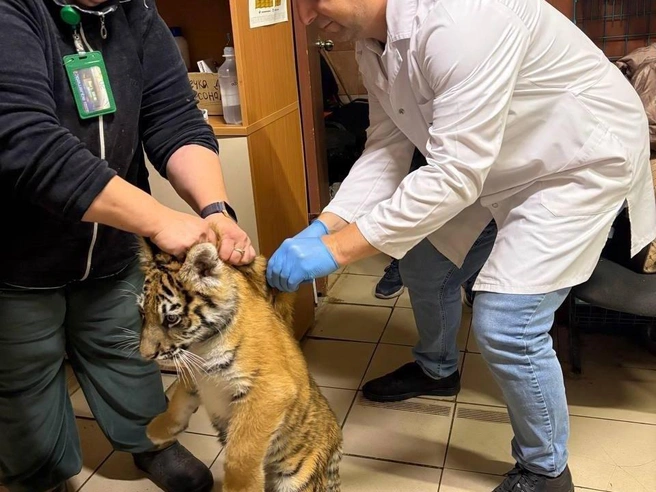 Ощущение укола иглы неприятно для большинства | Источник: Комитет ветеринарии Нижегородской области / Vk.com