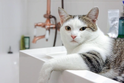 34 homes in Mertvy Gorod to have water shut off for 24 hours