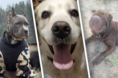 Why Ryazan Residents Give Away Pedigree Pets for Free: 8 Stories