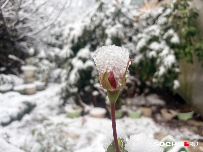 Такого снежного января в Сочи давно не было  | Источник: Анна Грицевич / SOCHI1.RU