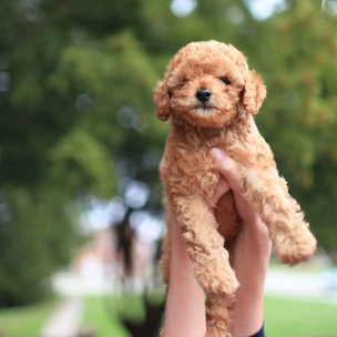 Тест: Выбери щеночка, а мы подберем тебе идеальное платье на лето 2022 🐶