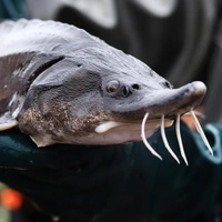 Будем добывать 1500 тонн осетрины в год. Стало известно, когда Азовское море станет богато дорогой рыбой