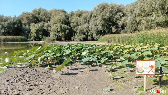 Всего несколько лотосов остались в воде | Источник: Мария Умнова / V1.RU
