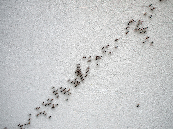 Почему муравьи ходят по цепочке друг за другом?