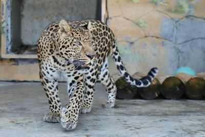 Leopard 'fought like a trooper' before death at Chelyabinsk Zoo