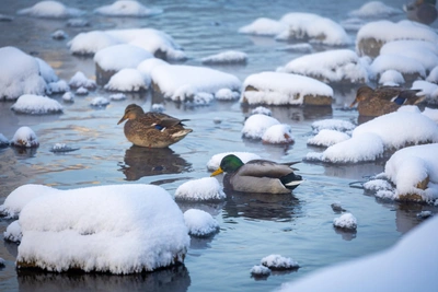 В Удмуртии прогнозируют морозы до -30 градусов