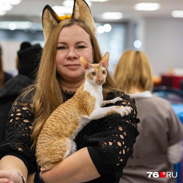 На руках у Светланы победительница выставки Ивонна, сокращенно Ива. Ее признали лучшим животным всех пород и типов шерсти. Порода кошки&nbsp;— корниш-рекс | Источник: Артем Бауман / 76.RU