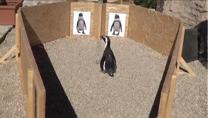 Зачем африканским пингвинам «фартучек в горошек»? Итоги эксперимента, который смутил умных птиц