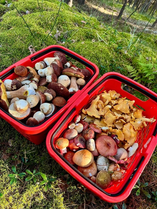 Улов из Боровлянки | Источник: Наталья Осипова / «Грибы и грибники Екатеринбурга и Свердловской области» / Vk.com 