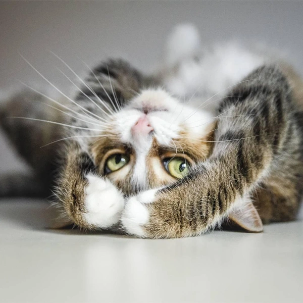 Кошка танцует, кошка кричит: 20 самых ярких снимков лауреатов ежегодной фотопремии 35awards, Всемирный день кошек, смешные фото кошек | Источник: Ирина Андрианова, 35awards