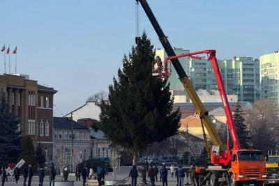 Власти Энгельса срубили главную новогоднюю ель в заброшенном дворе