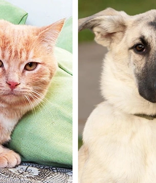 Котопес недели: кот Персик и пес Буч