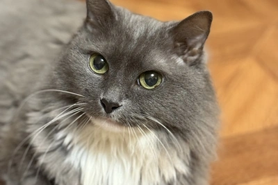 На форуме в Чите соберут деньги для животных