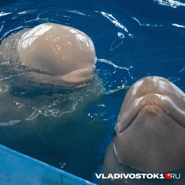 Источник: Елена Буйвол / VLADIVOSTOK1.RU