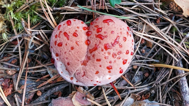 Если встретите такой гриб в лесу, срезать его не стоит | Источник: Кристина Редикульцева