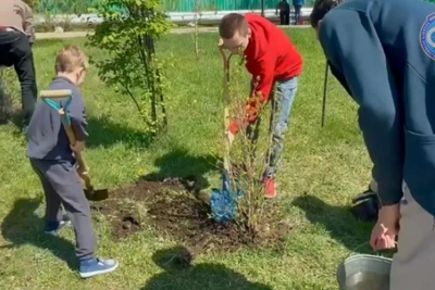 Приамурье в седьмой раз присоединилось к «Саду памяти»