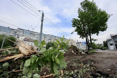 На Братьев Кашириных вслед за ивами вырубили дубы