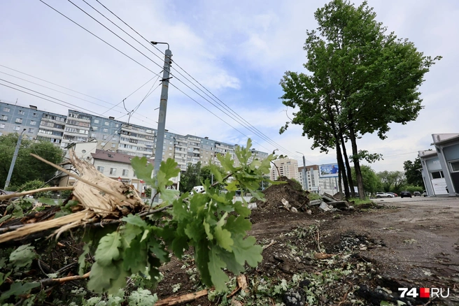 От половины взрослых деревьев остались ветки да сучья | Источник: Наталья Лапцевич