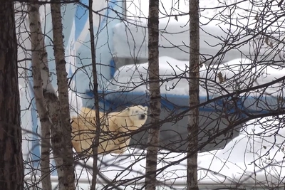 Зачем огородили вольер белой медведицы в Новосибирском зоопарке