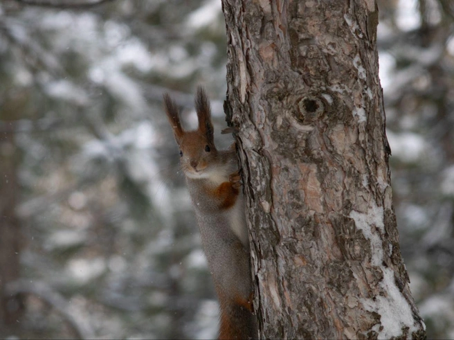 «Сфоткал? Орешки давай!» | Источник: Дмитрий Axawys / T.me