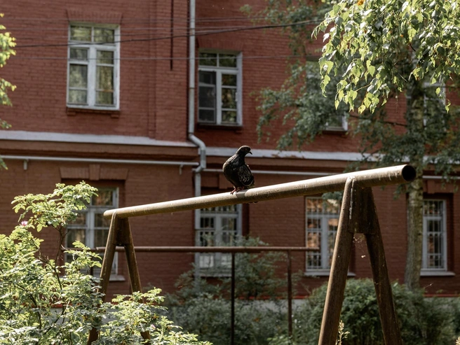 Голуби облюбовали старую сушилку для белья | Источник: Александр Куренной / 76.RU