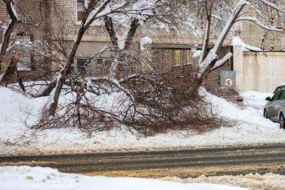 В Воронеже СК проверяет падение дерева на женщину