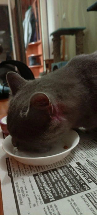 У кота отличный аппетит | Источник: Наталья, хозяйка кота