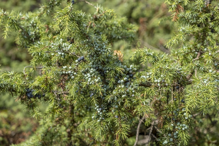 Можжевельник обыкновенный (Juniperus communis) | Источник: Zoonar GmbH / Alamy via Legion Media