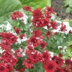 Опасные и неблагоприятные метеорологические явления на территории Кемеровской области — Кузбасса в ближайшие трое суток не ожидаются | Источник: www.city-n.ru