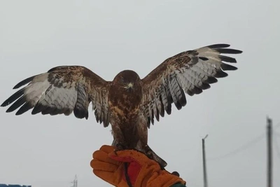 Служебные птицы в Саратовской области начали линять