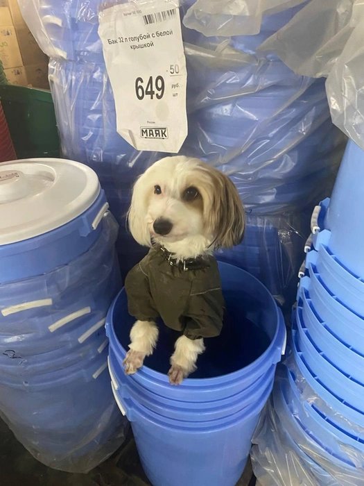 Сюрприз! | Источник: читатель 63.RU