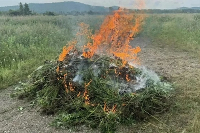 В Хабаровском крае сожгли 500 кг дурман-травы