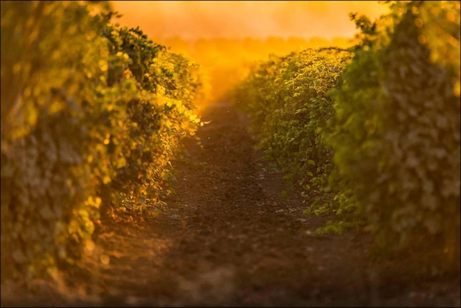 Даже на Кубани можно почувствовать себя, как в Тоскане | Источник: Fanagoria Winery / T.me