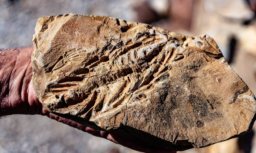 В Австралии обнаружен череп ихтиозавра