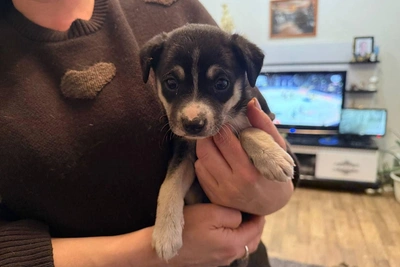 В лесу под Балахной выбросили 10 щенков