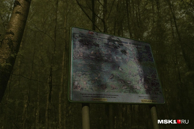 Источник: Вера Борисова, Серафима Пантыкина / MSK1.RU